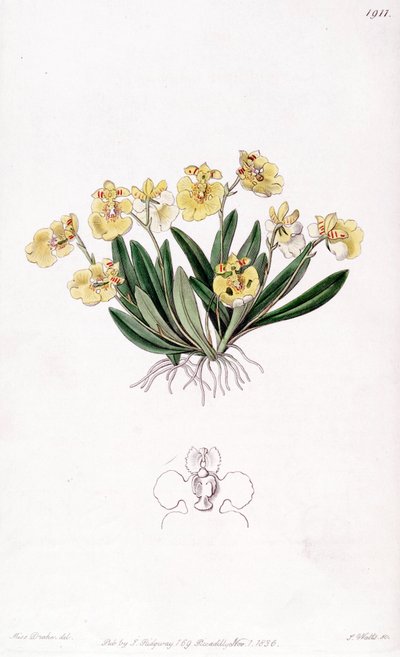 Erycina crista-galli (als syn. Oncidium iridifolium) von Miss Drake